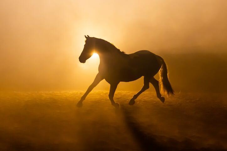 Horse running into the sunset
